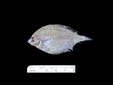 Juvenile Etropus crossotus, fringed flounder, SEAMAP collections